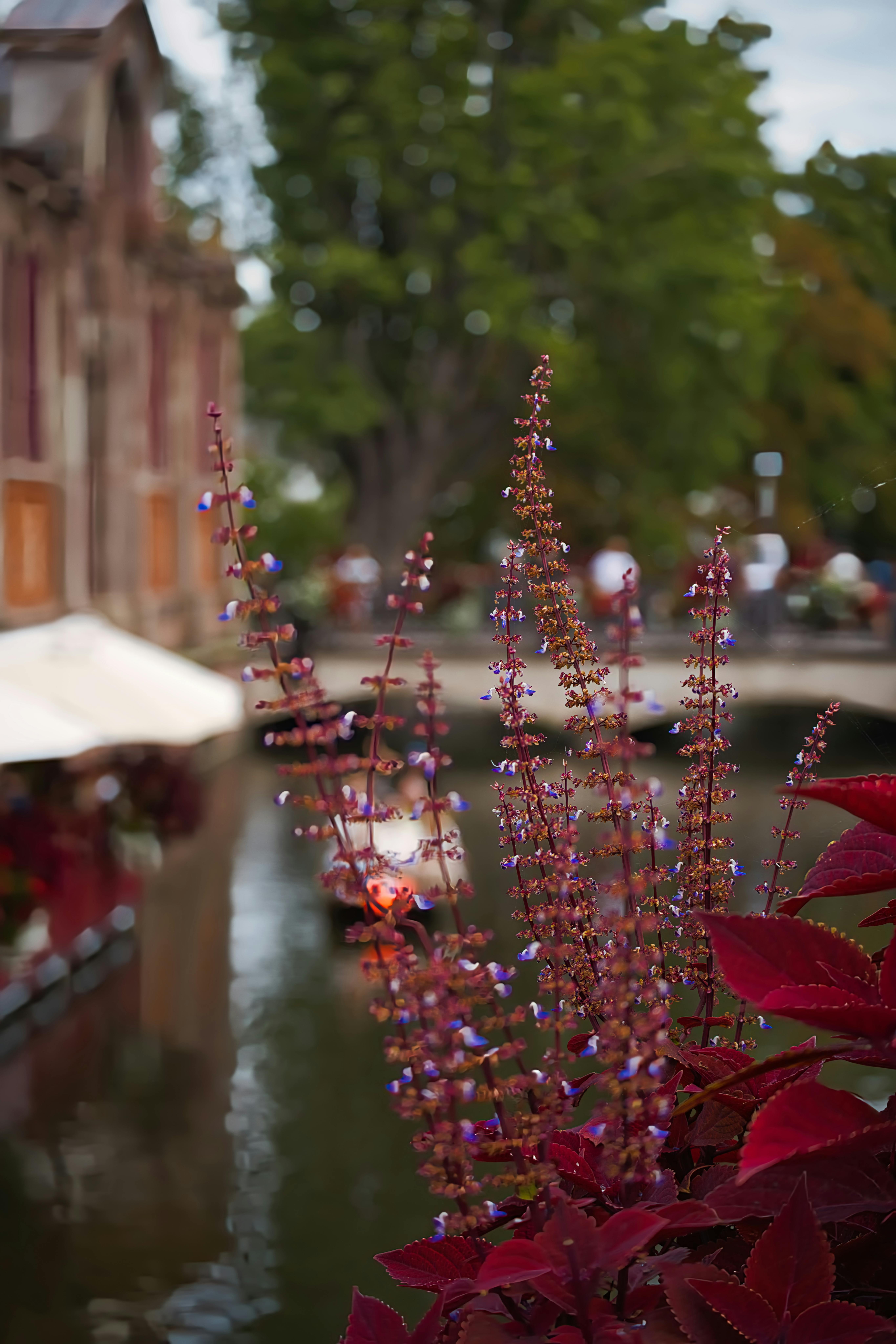 צמחייה סגולה ואדומה על רקע התעלה | Purple and Red Vegetation against the Canal