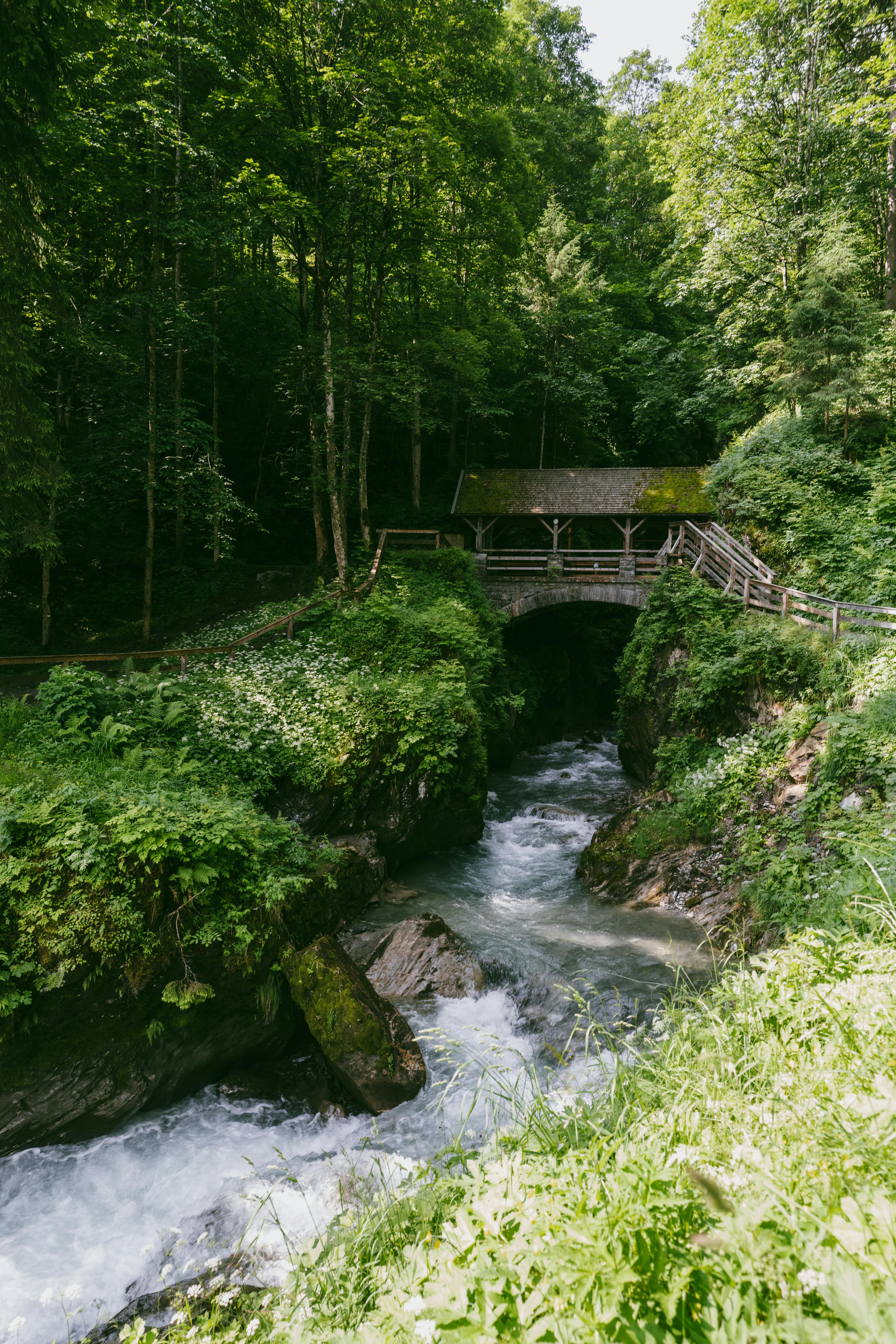 גשר עץ מעל נחל גועש ביער ירוק | Wooden Bridge over Rushing Stream in Green Forest