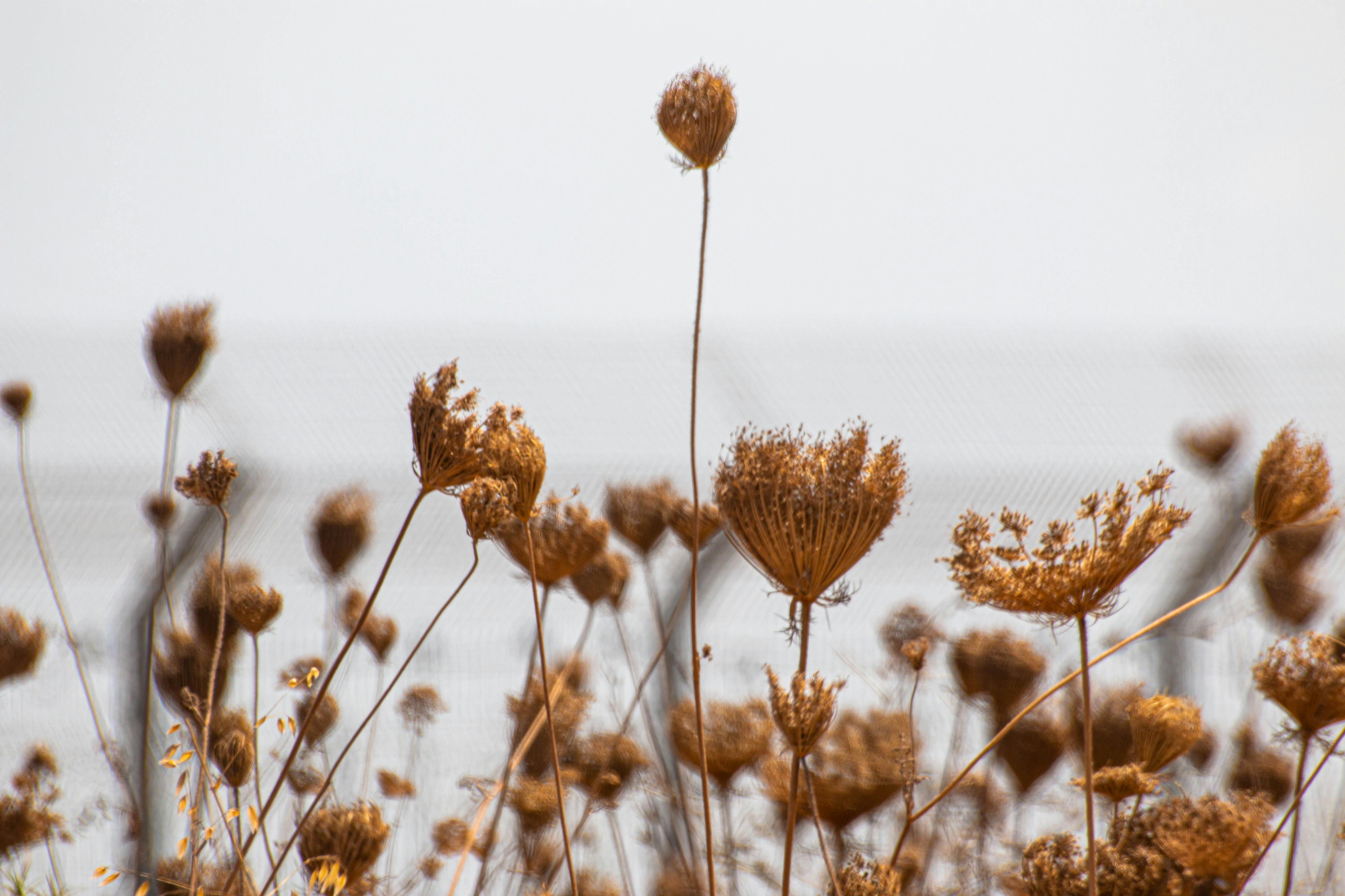 פרחי בר יבשים וקוצים בתקריב | Dry Wildflowers and Thorns Close-Up