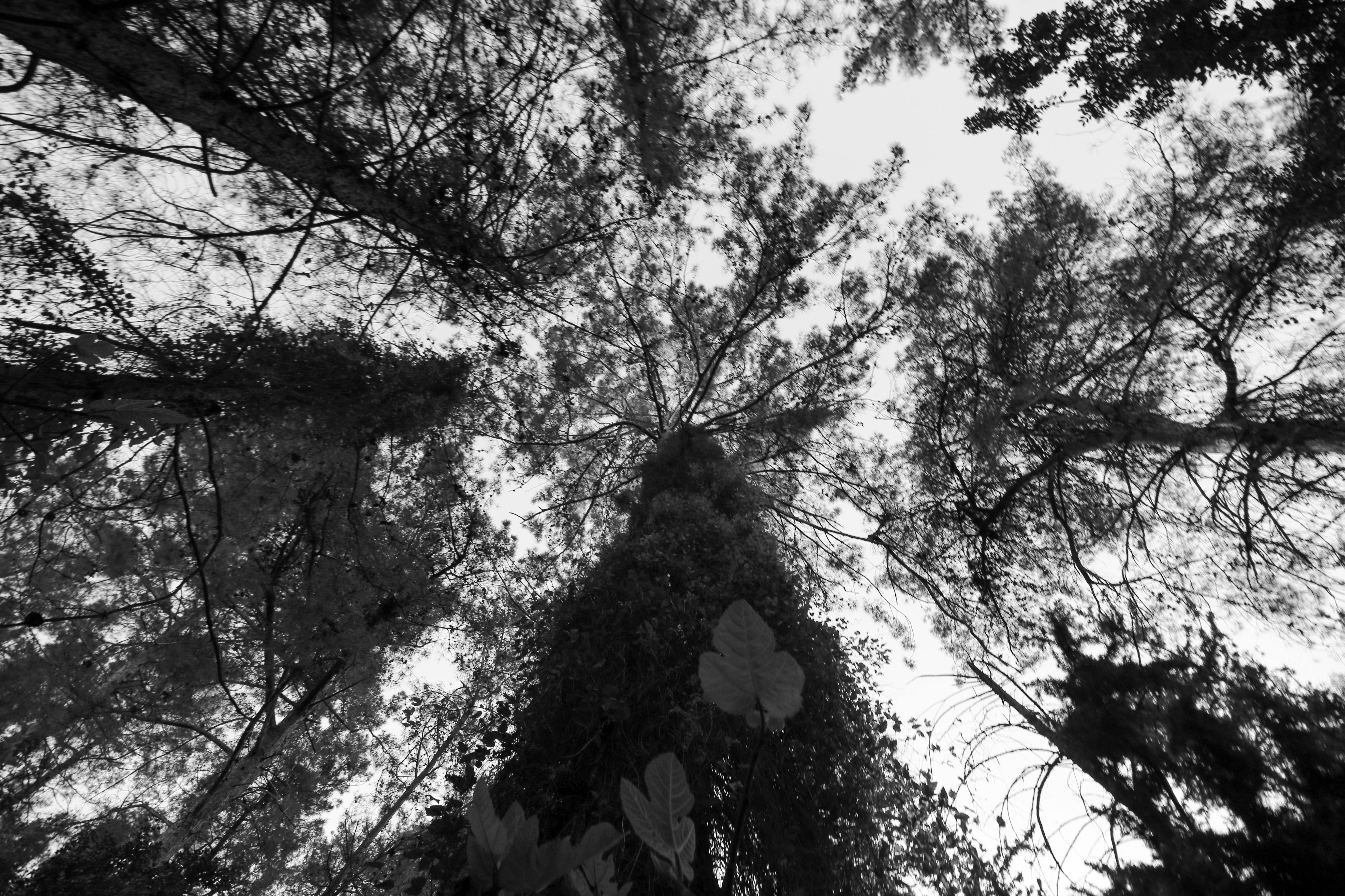 צמרות עצים בשחור לבן ממבט תחתון | Black and White Tree Canopies from Below