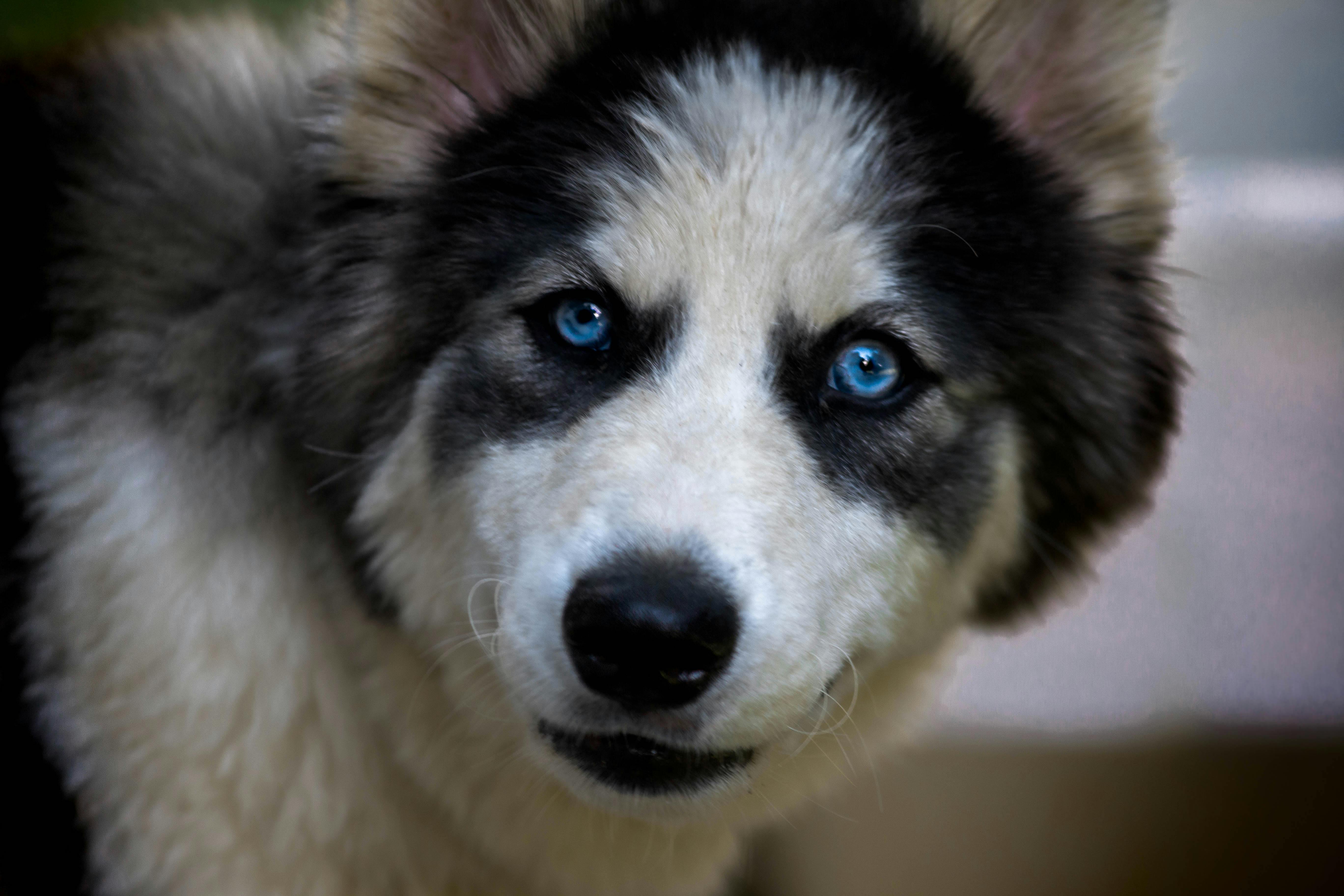 גור האסקי עם עיניים כחולות בתקריב | Close-Up of Husky Puppy with Blue Eyes