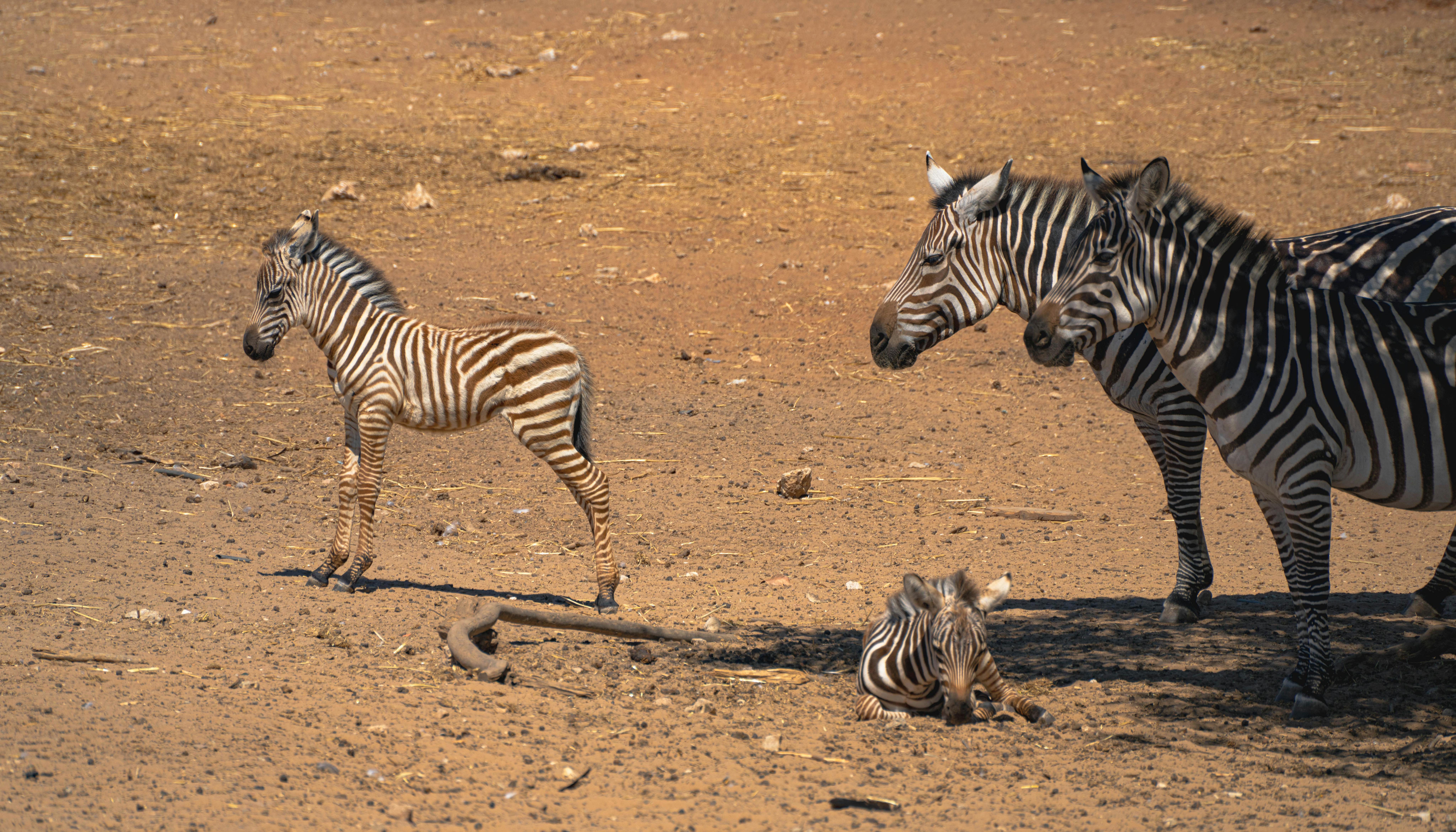 משפחת זברות עם גורים בסביבה טבעית יבשה | Zebra Family with Foals in a Dry Natural Environment