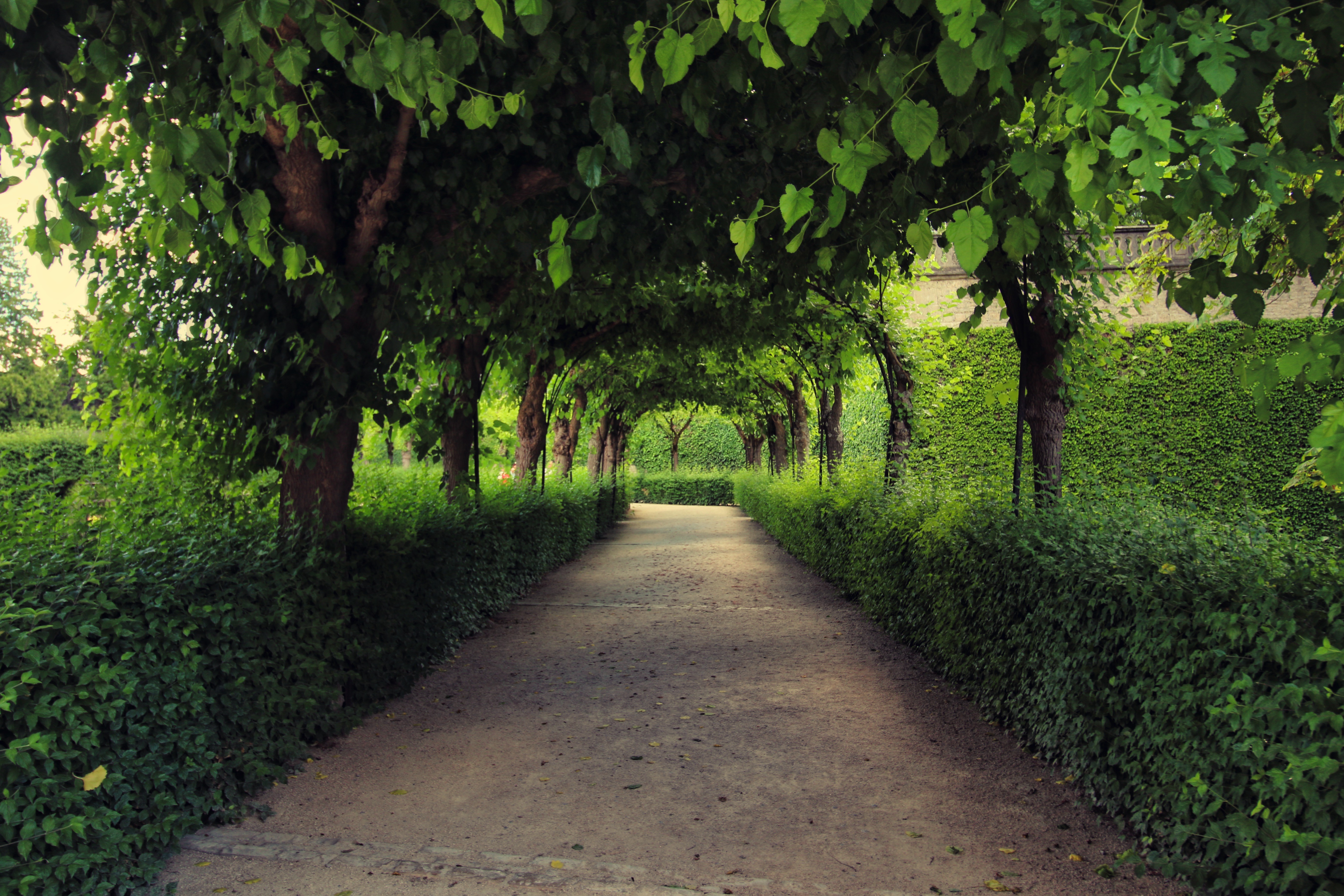 שביל מוצל מקורה בחופת עצים ירוקה בפארק | Shaded Path Covered by a Green Tree Canopy in a Park