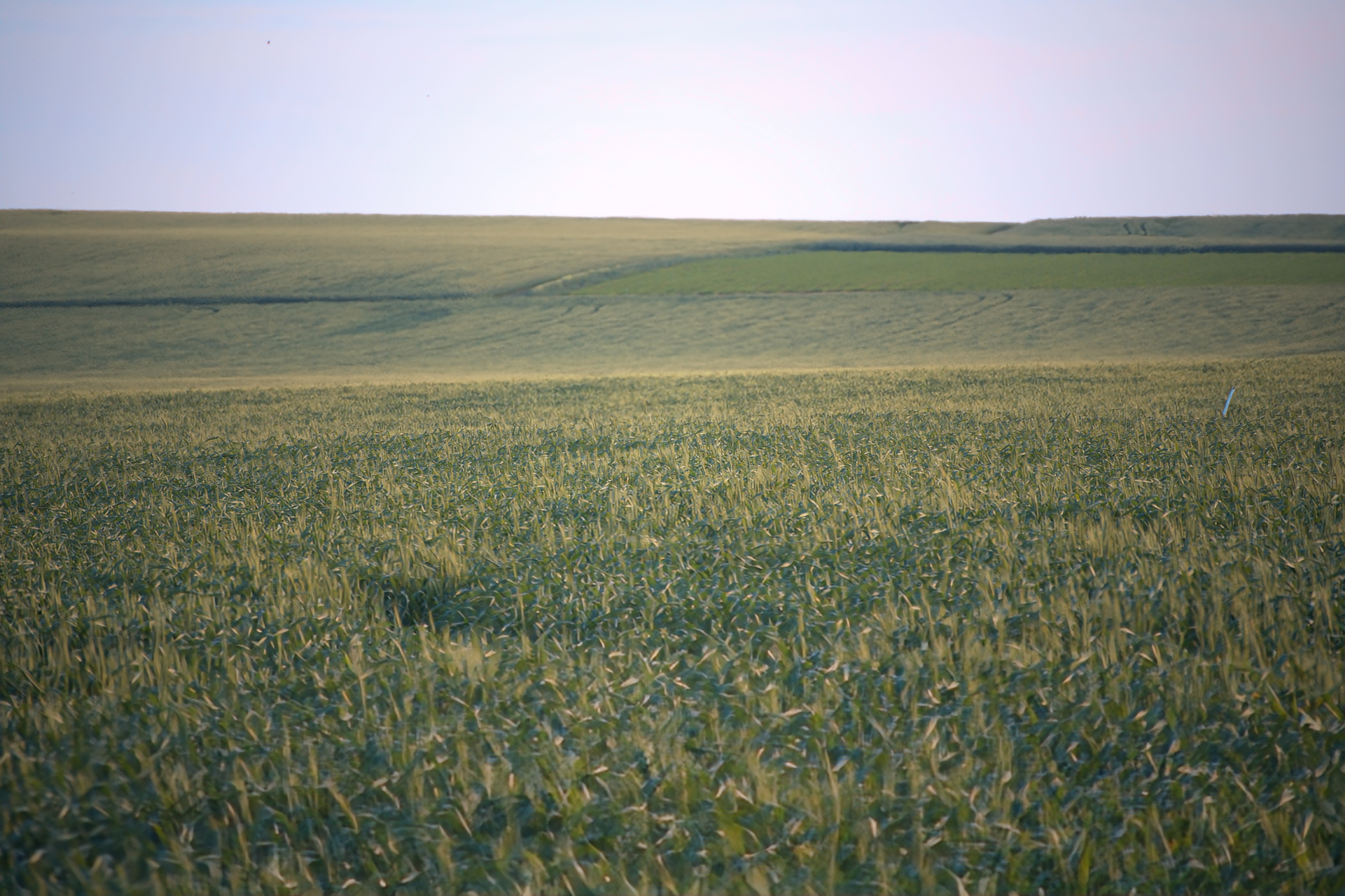 שדה ירוק נרחב של תבואה חקלאית נמתח עד האופק | Vast Green Field of Agricultural Crops Stretching to the Horizon