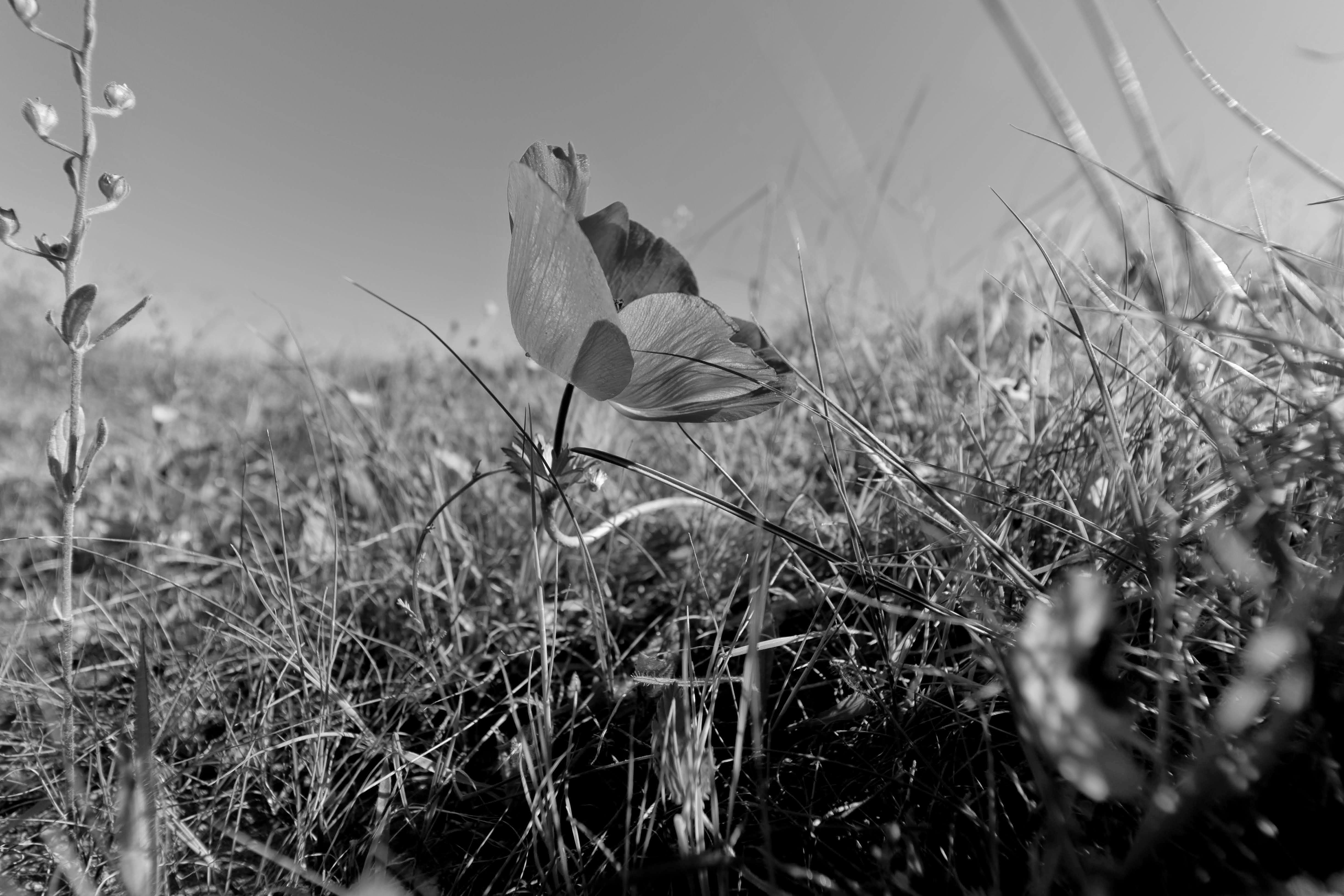 כלנית ישראלית