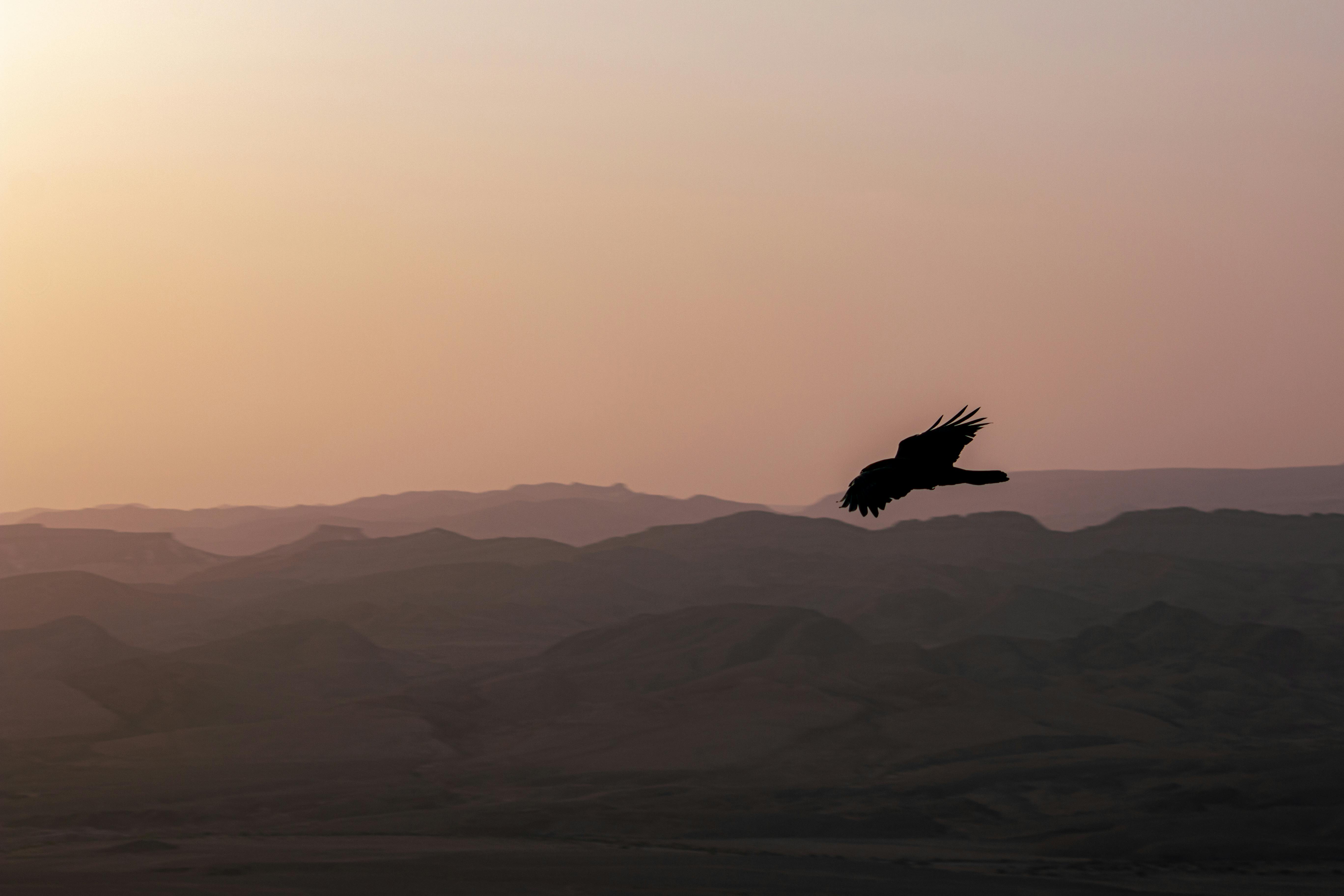 צללית ציפור מעל גבעות בשקיעה | Bird Silhouette over Hills at Sunset