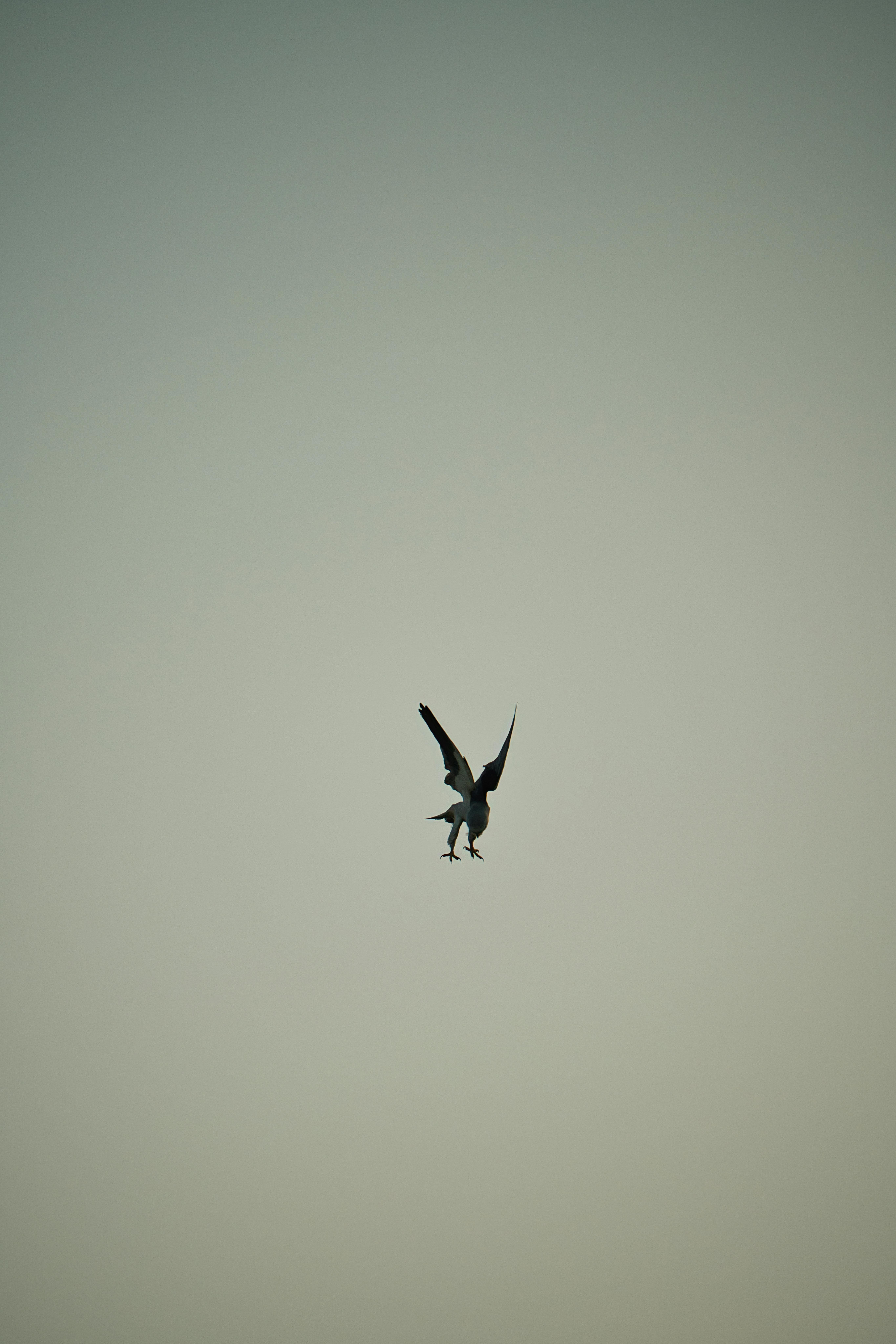 ציפור טרף בתעופה עם רגליים מושטות | Bird of Prey in Flight with Extended Legs