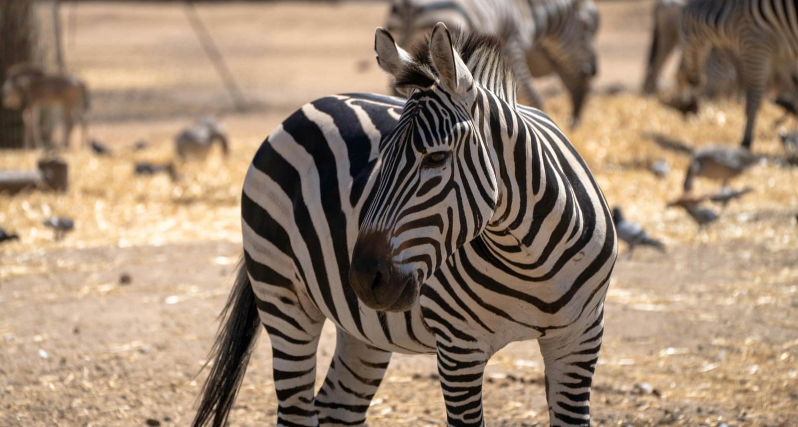 RONROV — גלריית צילום