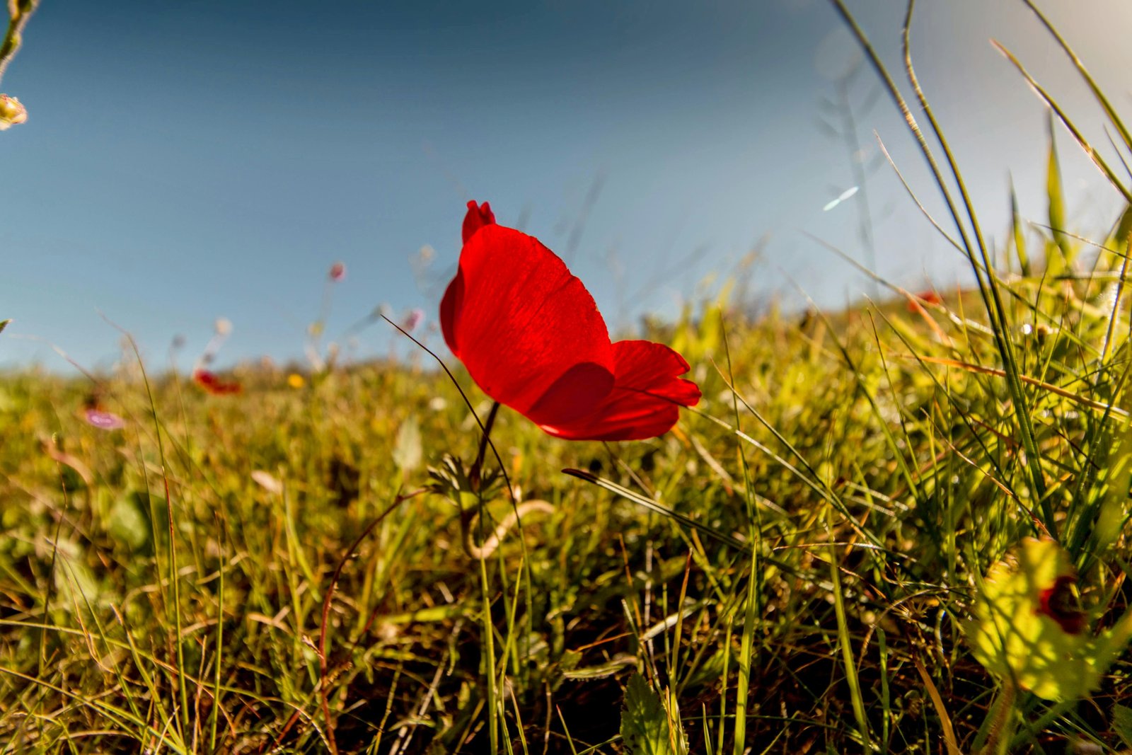 RONROV — גלריית צילום